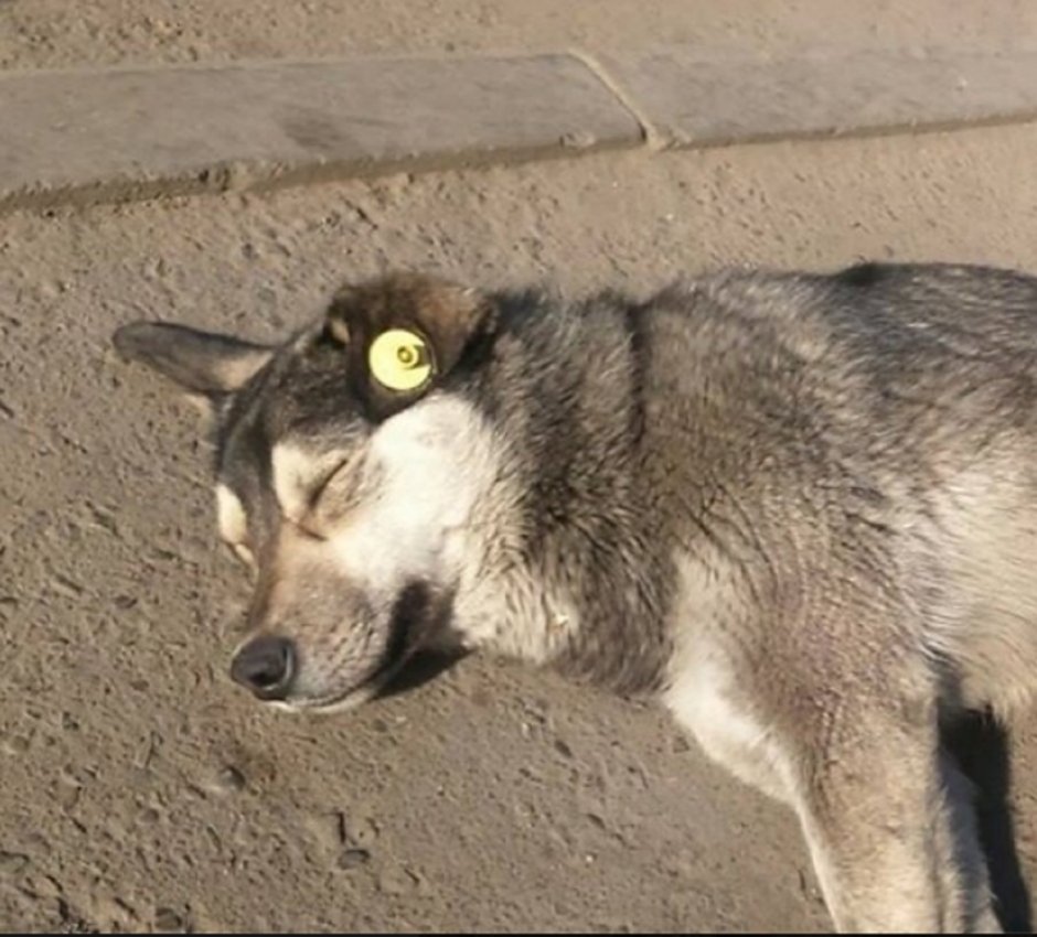 Бездомные собаки с бирками в ушах