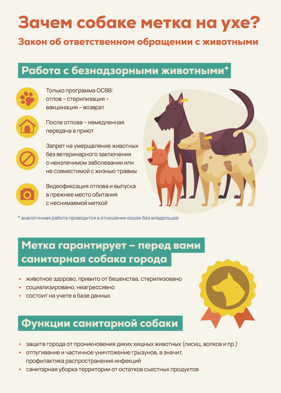 Бирки на ушах у бродячих собак