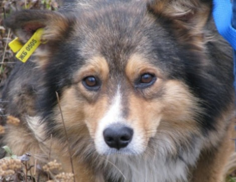 Желтая бирка на ухе у собаки