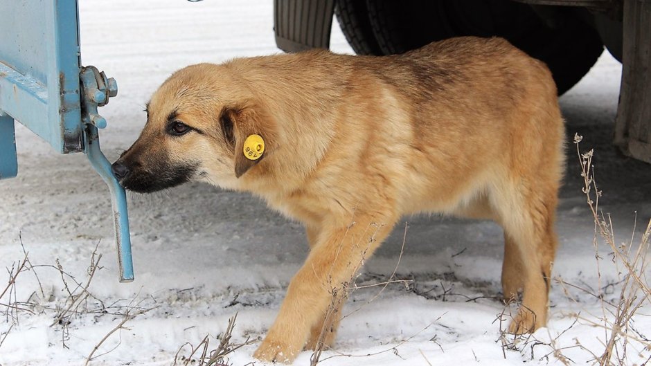 Собака с биркой