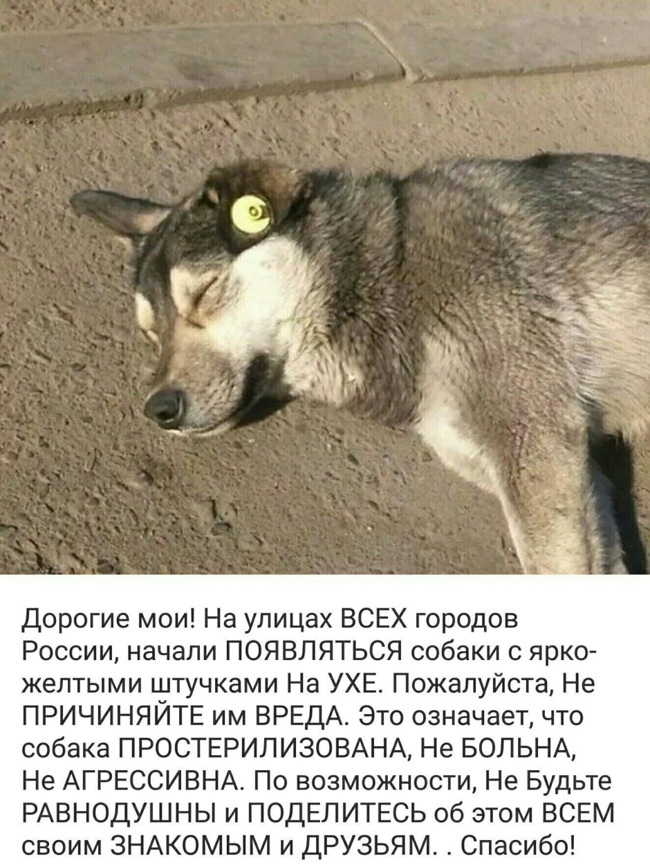 Собаки с бирками на ушах что это значит