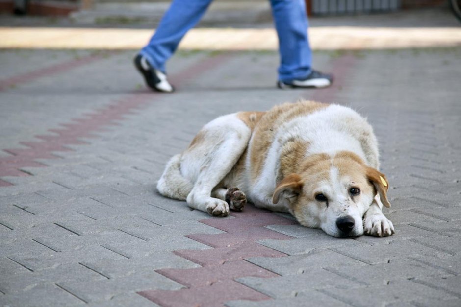 Homeless Dog with a tag on the Ear