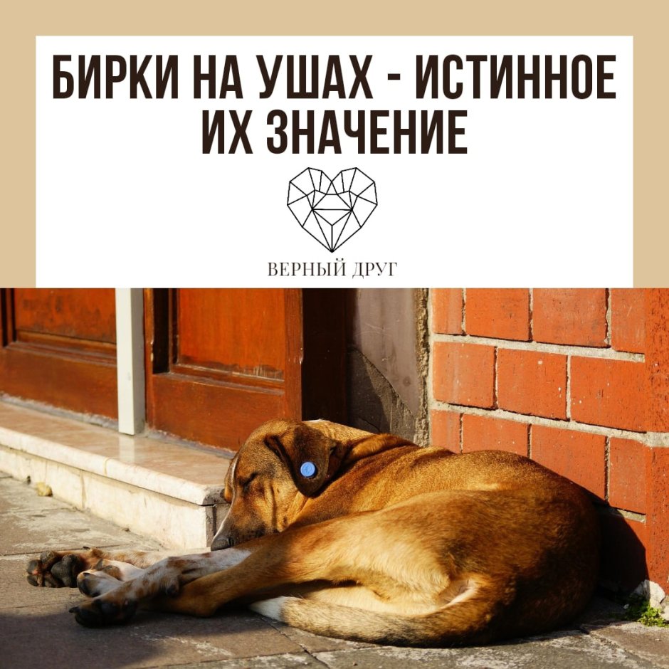 Что означает бирка на ухе собаки