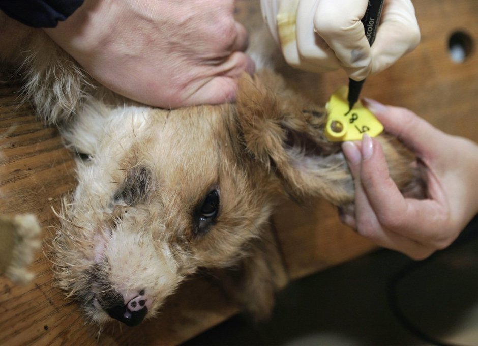 Чипирование собак