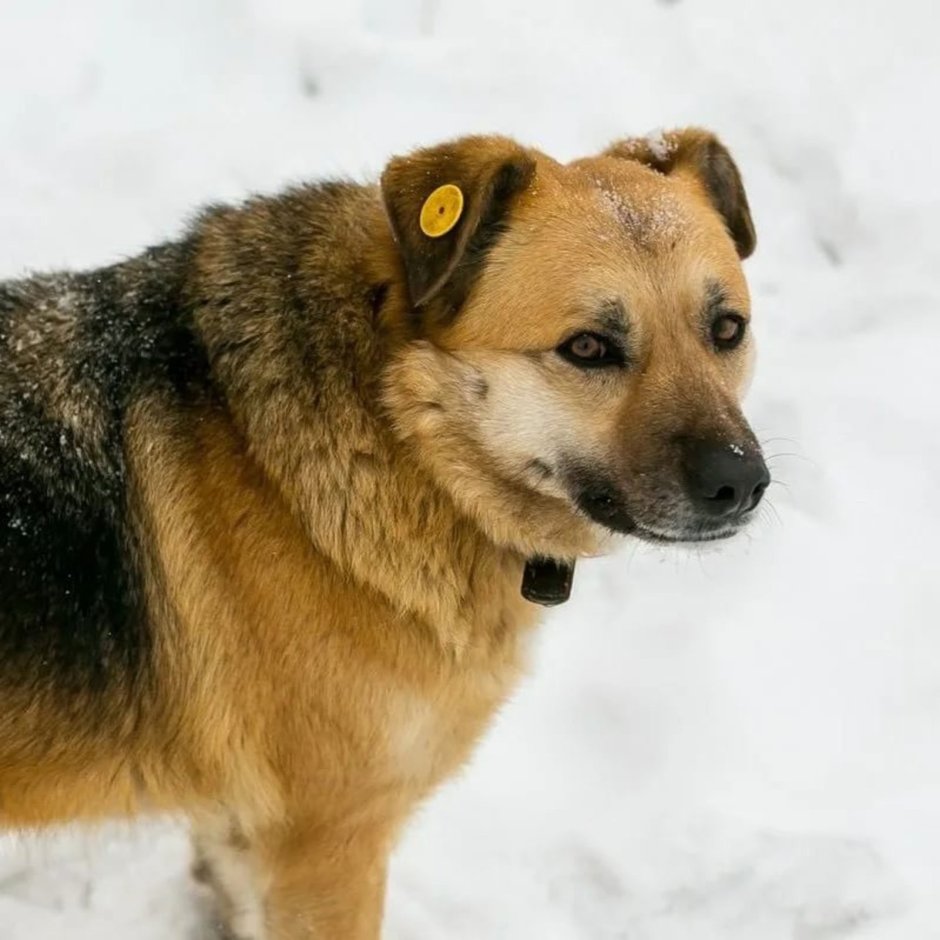 Чипированные собаки