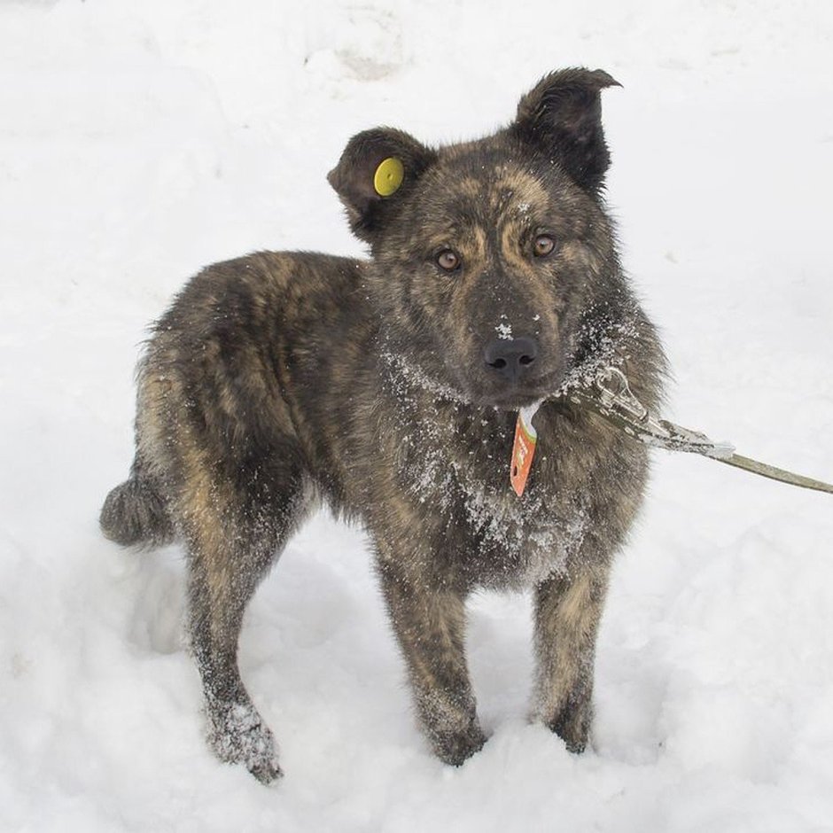 Бродячие собаки в Сергаче с чипом на ухе