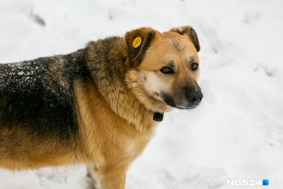 Бездомные собаки с бирками в ушах