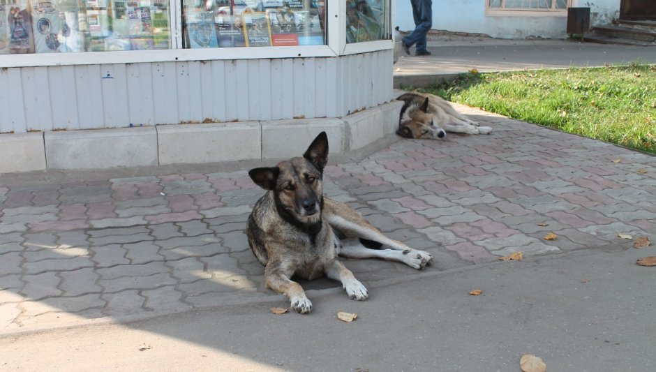 Новочеркасск бродячие собаки