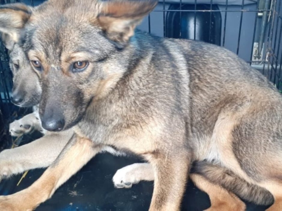 Семкус Абебе собака с ушами