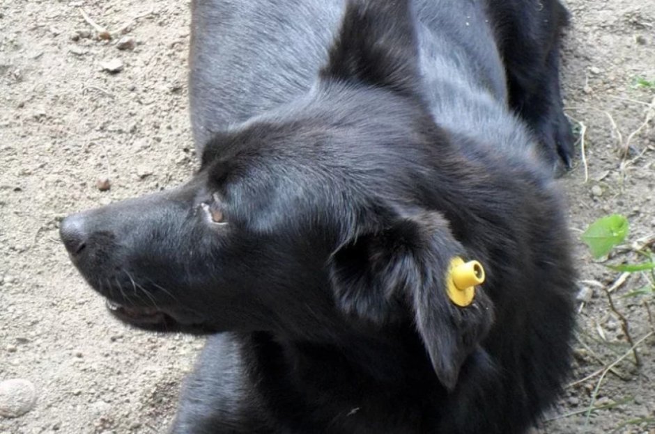 Бездомные собаки с бирками в ушах