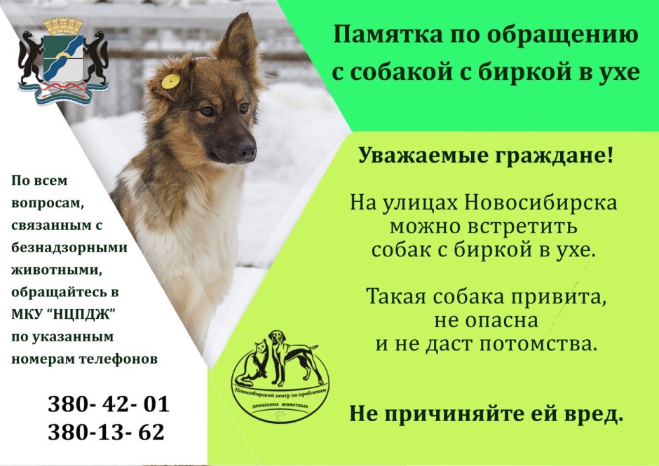 Отлов и стерилизация бездомных животных