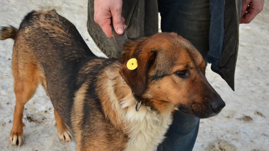 Чипированные собаки бездомные