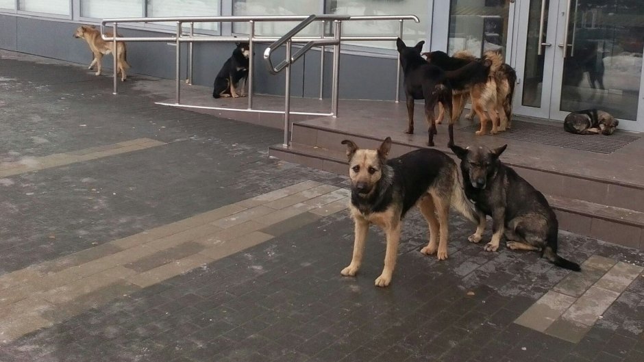 Бродячие собаки в Волгограде