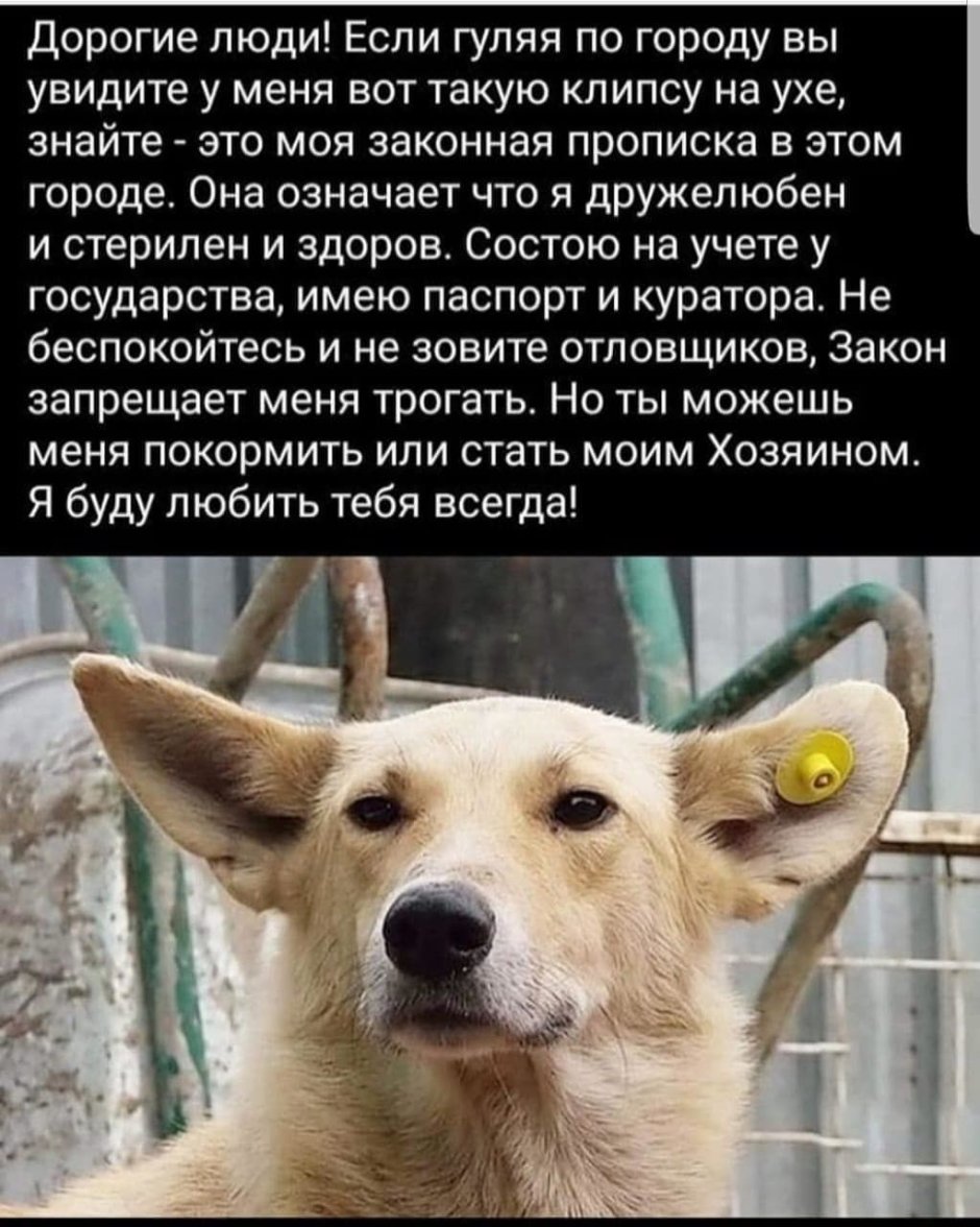 Бездомные собаки с бирками в ушах что значит