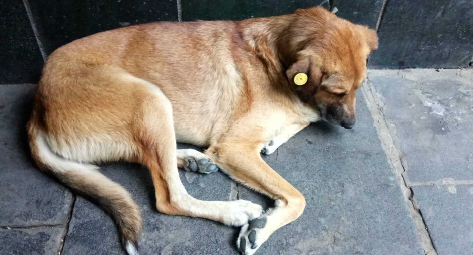 Беспризорные собаки с бирками