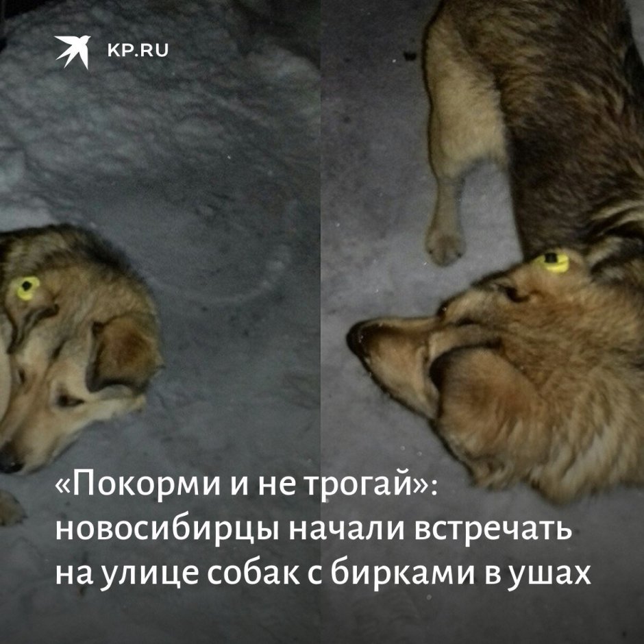 Собаки с желтой биркой . Защищены законом Накорми