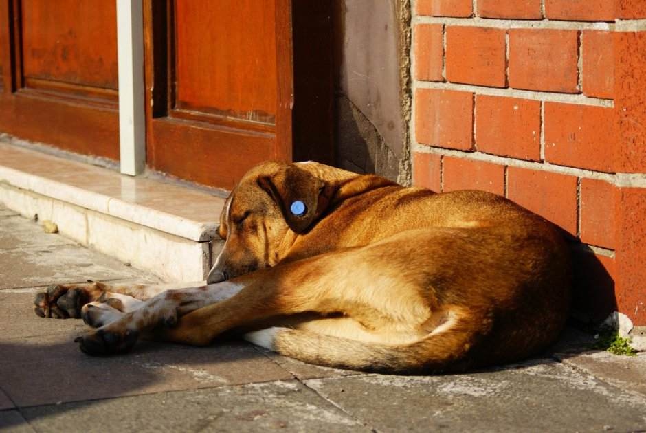 Бездомные собаки