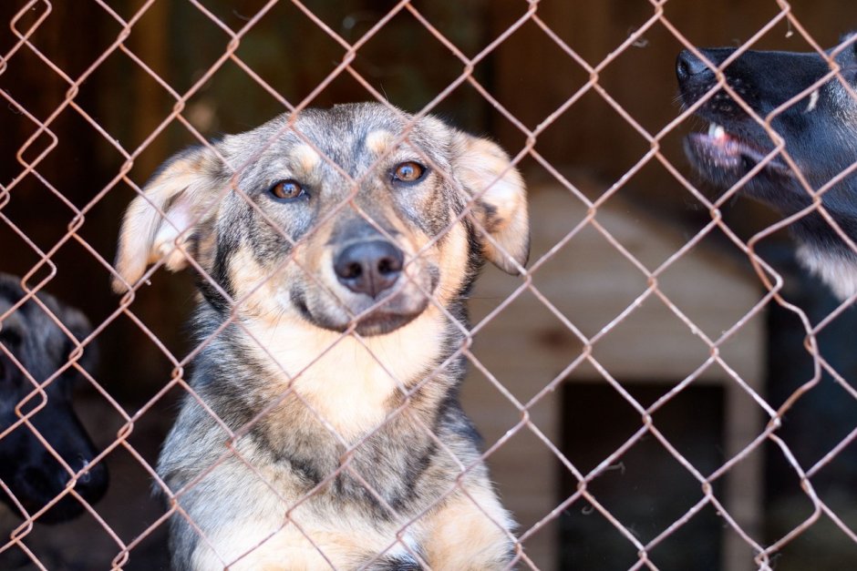 Приют для животных СПБ