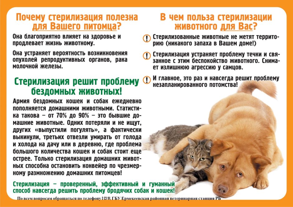 Памятка о стерилизации животных