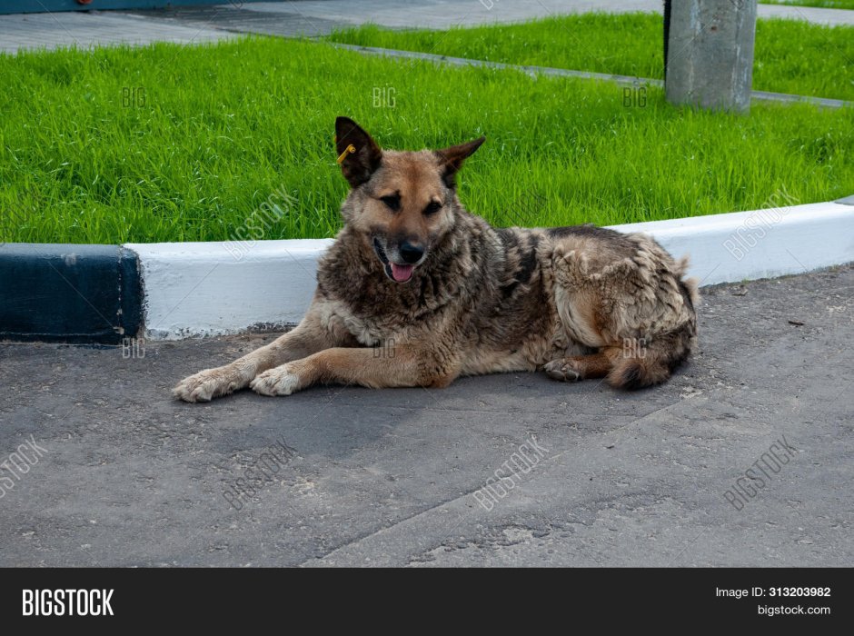 Бездомные собаки с бирками в ушах