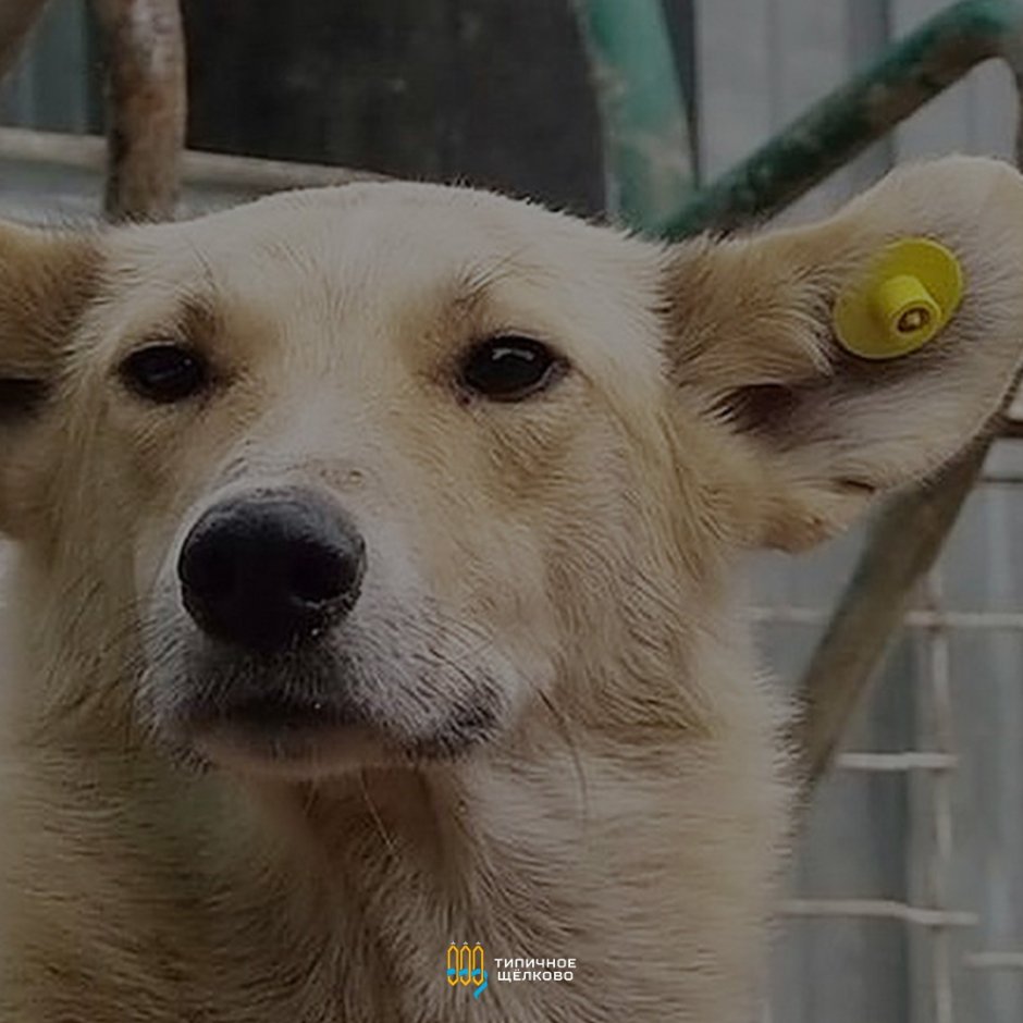 Ушные бирки для собак