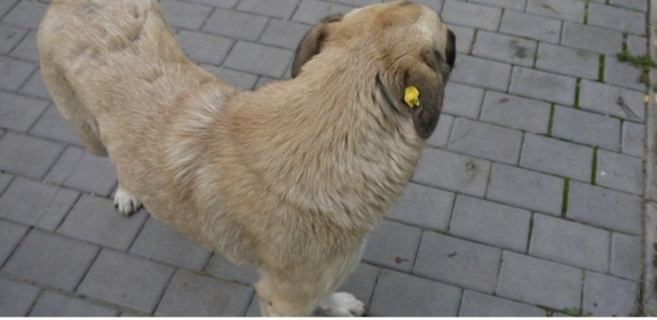 Бродячая собака с биркой