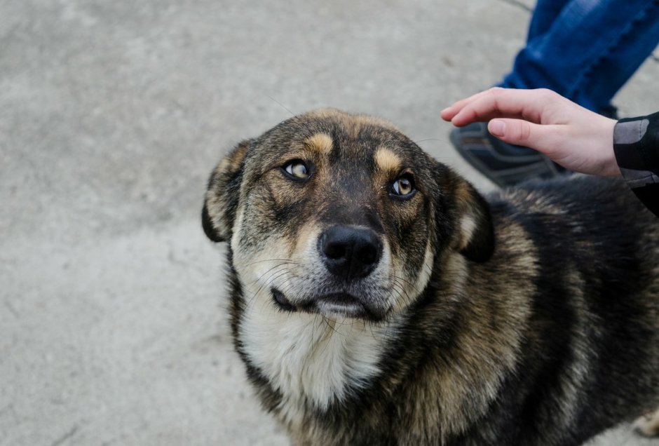 Порода собак двортерьер