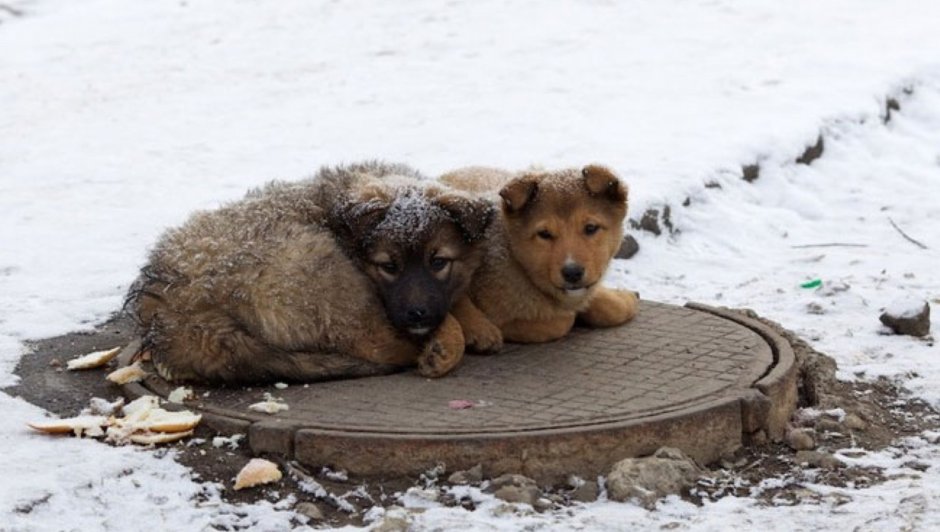 Бездомные собаки на Украине 2022