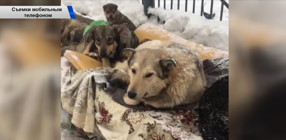 Желтая бирка на ухе у собаки