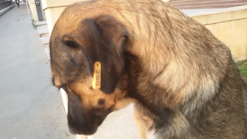 Чипированные собаки