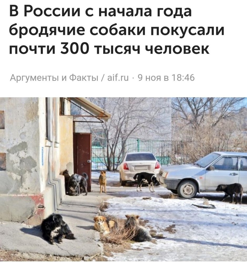 Собаки с бирками рожают