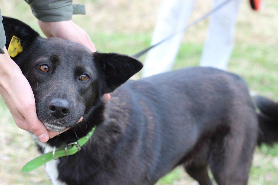 Собака с биркой