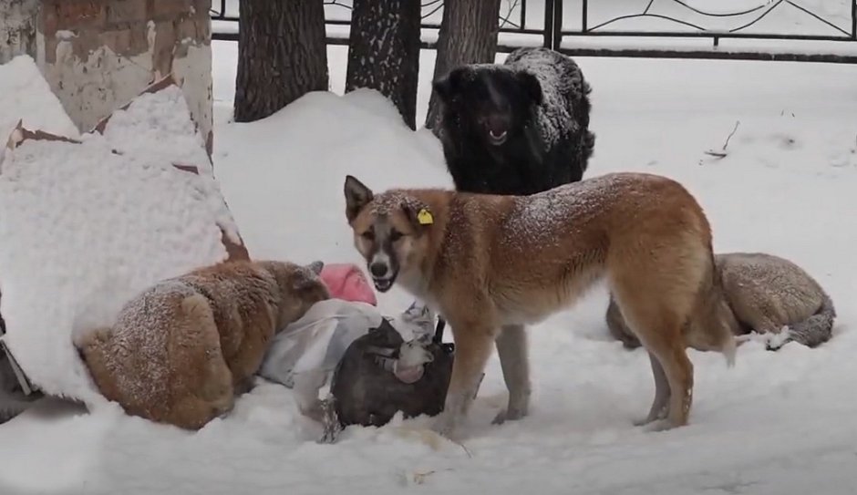 Стая собак напала на ребенка
