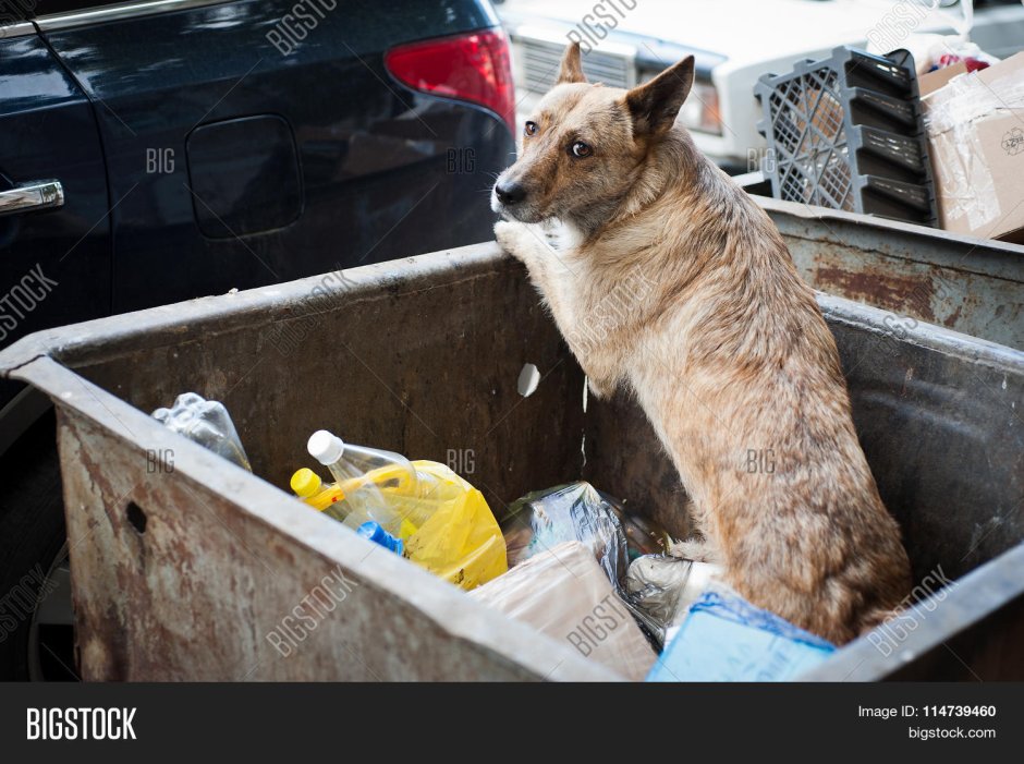 Овчарка боится