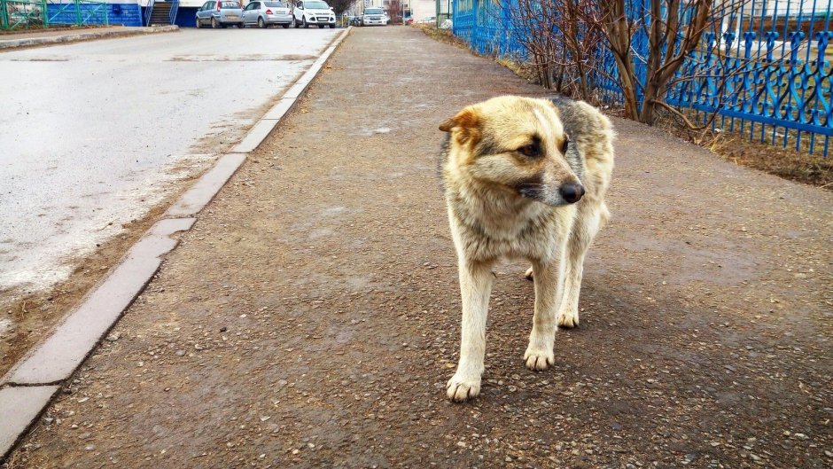 Бездомные собаки в городе