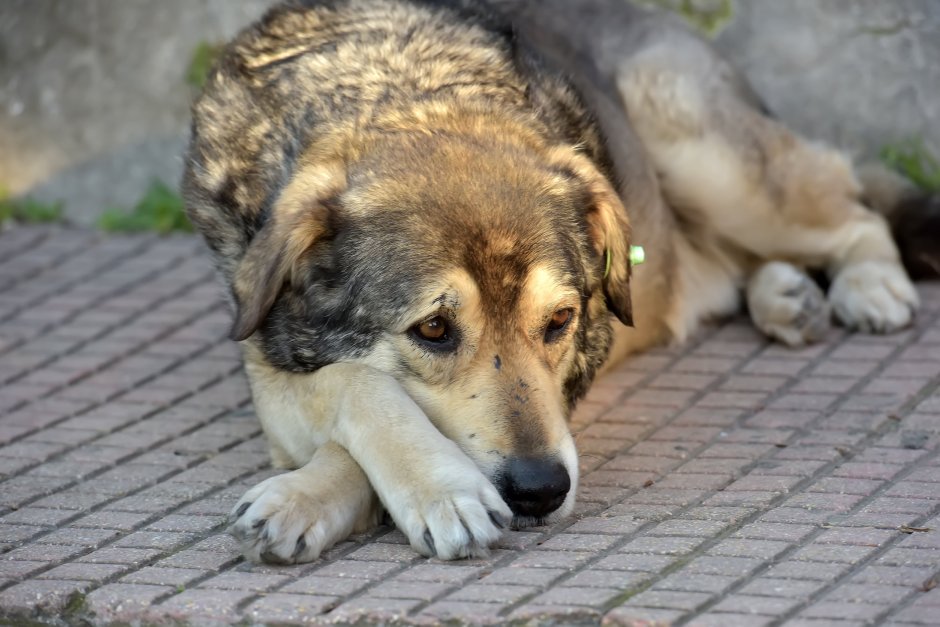 Собака бездомная грустная с биркой