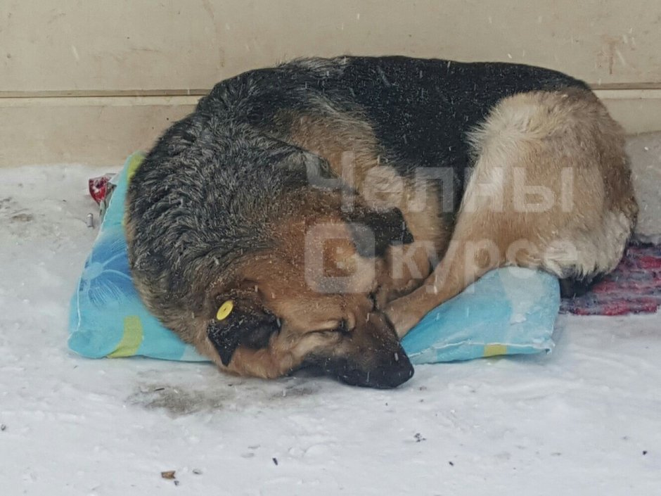 Бездомная собака с батоном