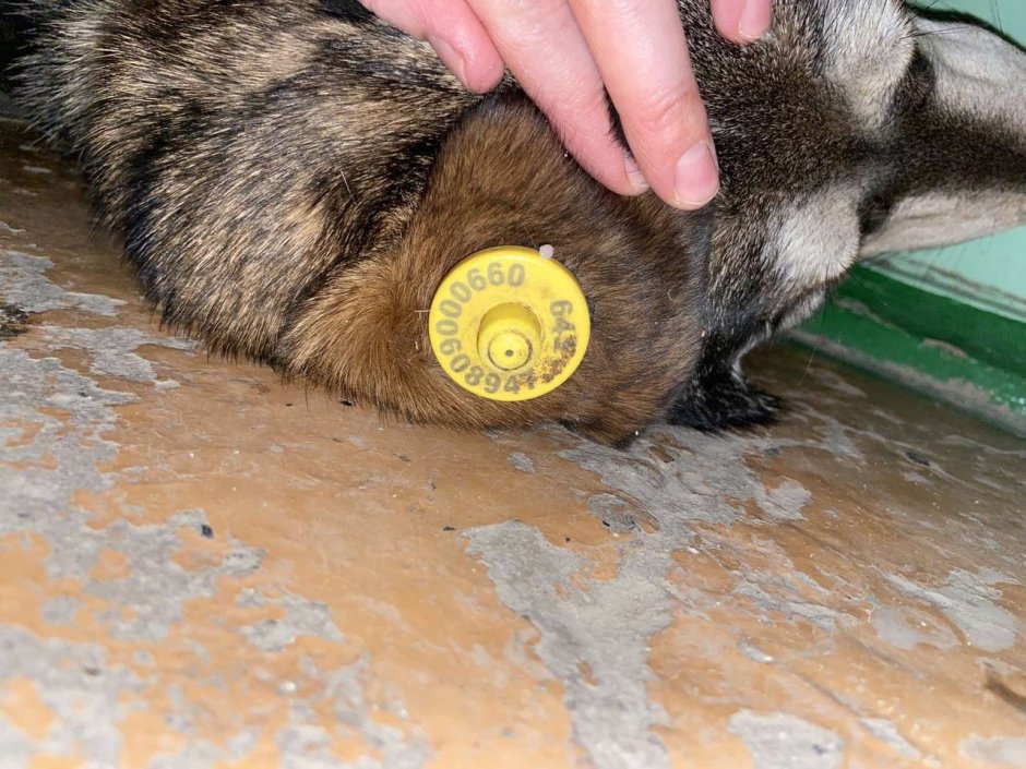 Собака с чипом на ухе желтая