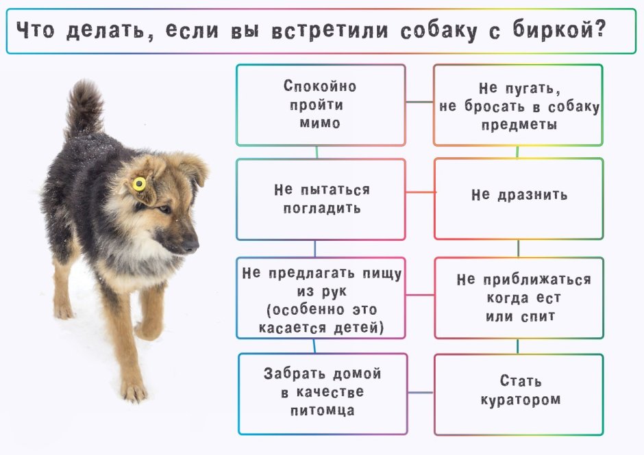 Что делать если встретил собаку