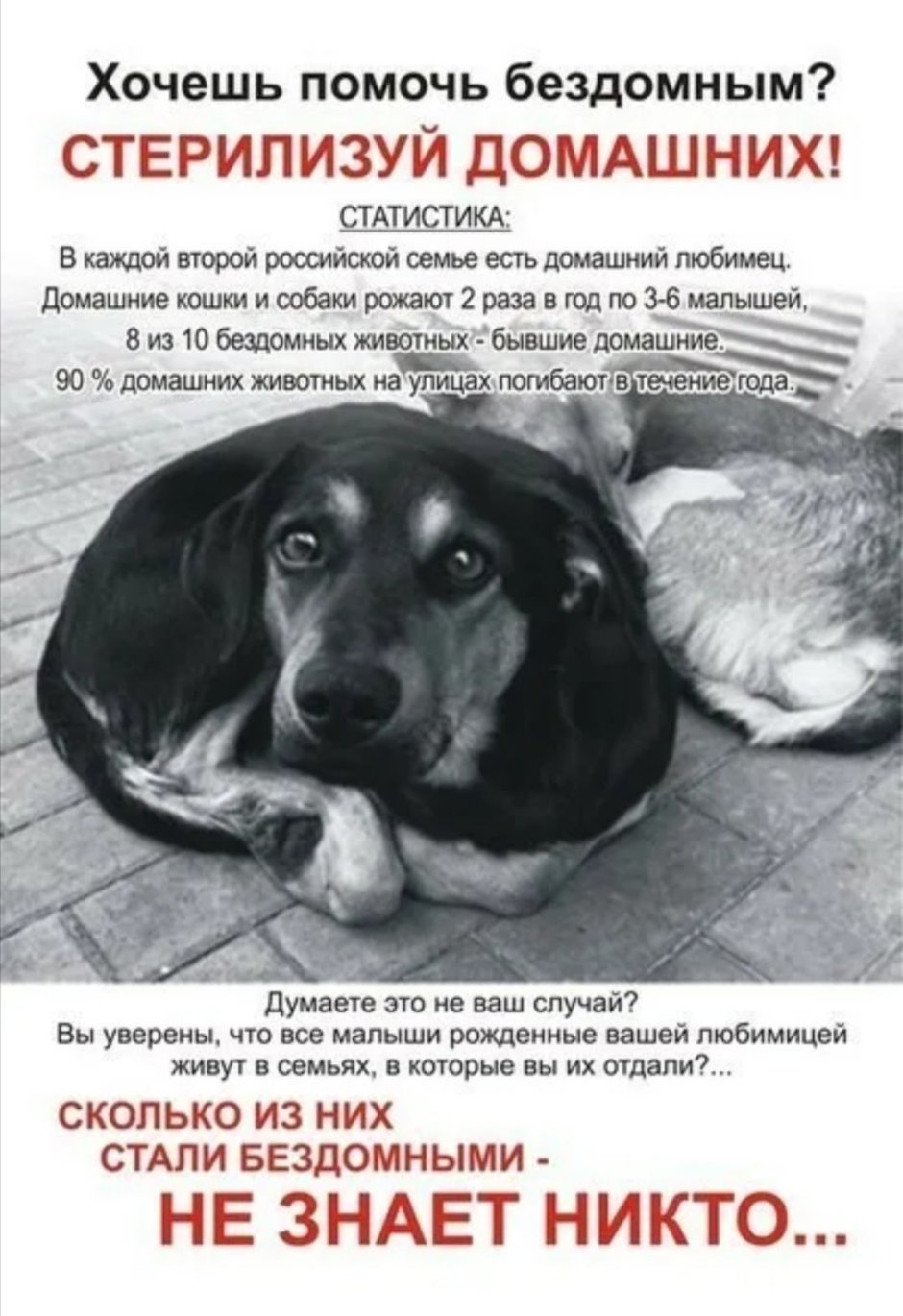 Бездомных животных