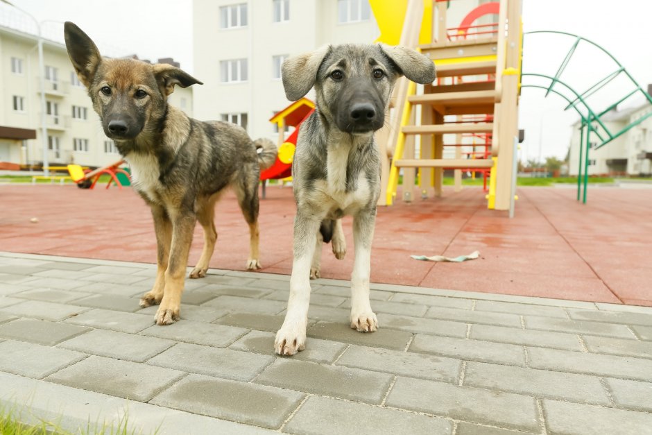 Бродячие собаки чипированные