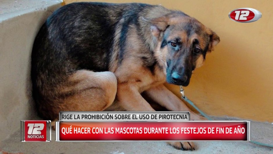 Биркование собак