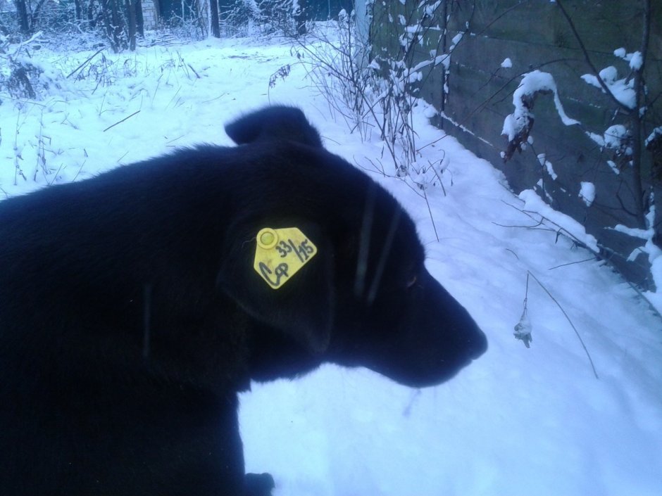 Желтая бирка на ухе у собаки