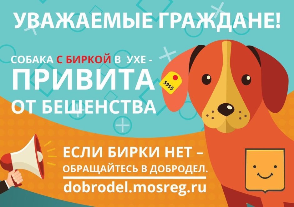 Взгляд бездомной собаки