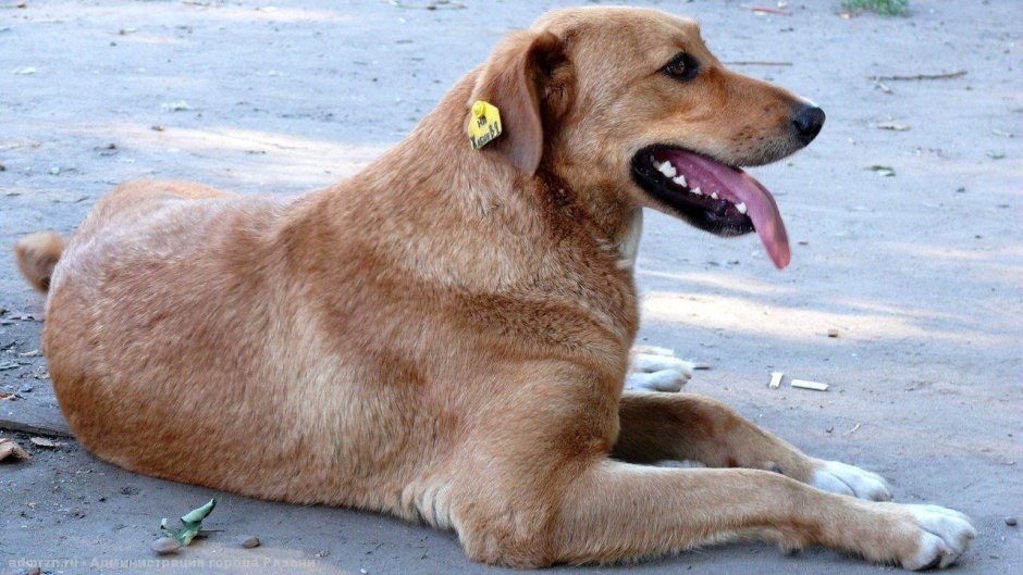 Собаки нападают в Астрахани