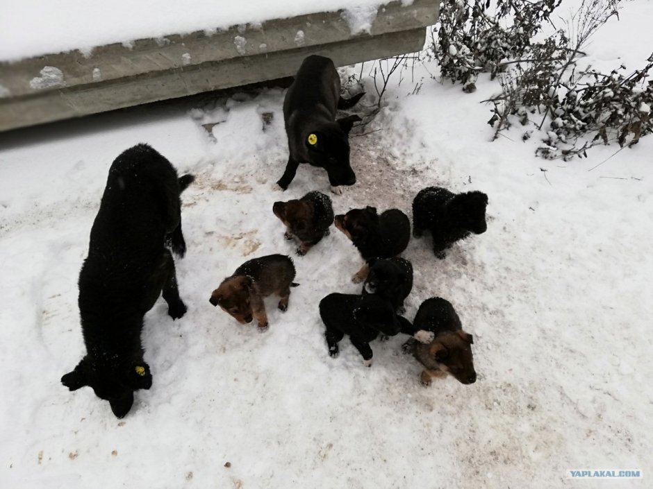 Бродячие собаки прикол