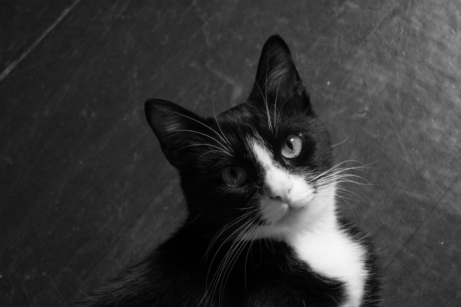 Котенок черно-белый