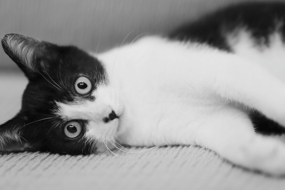 Котик черно белый