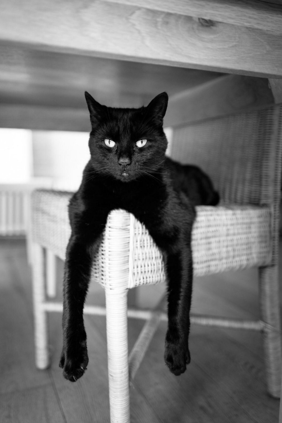 Чёрный кот