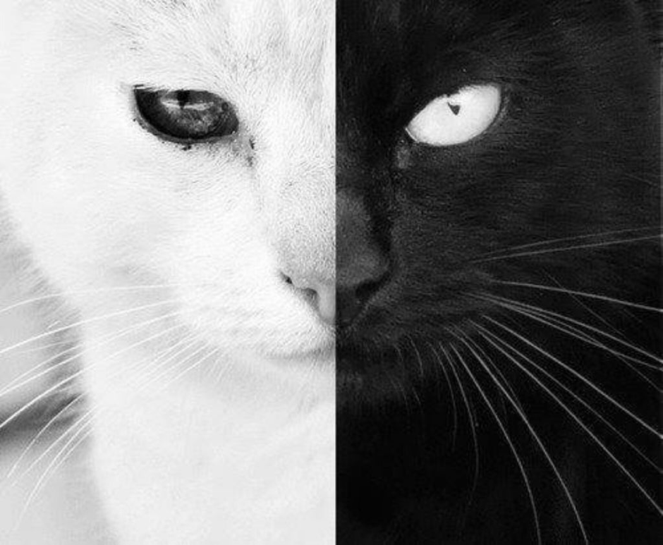 Аниме кот черно белый